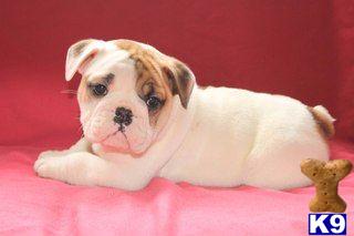 English Bulldog Puppies for Sale